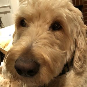 Meet your Posher, Elisa